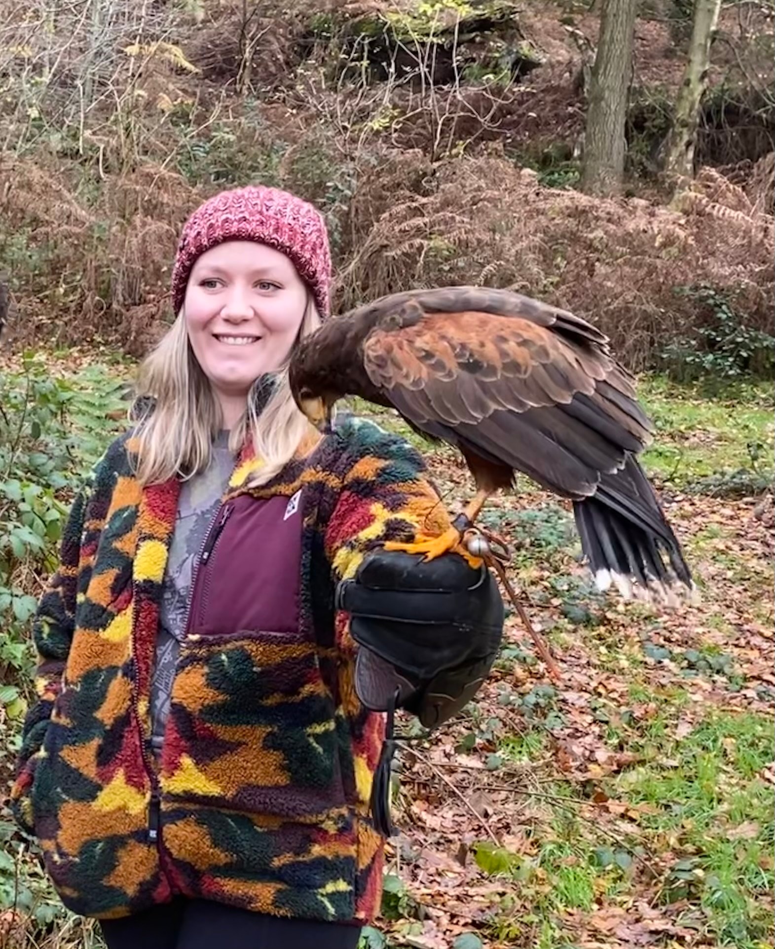 Bird of prey in action