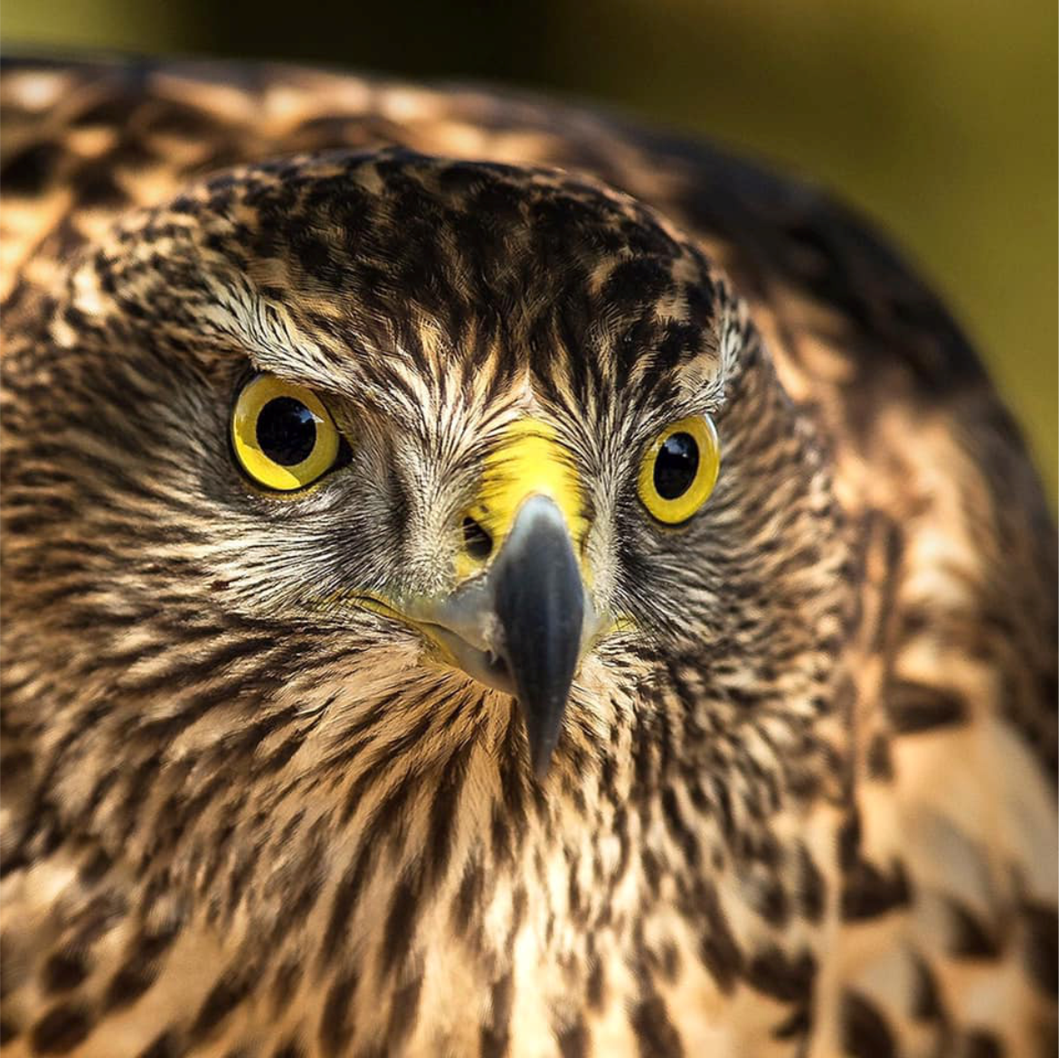 Hawk in flight