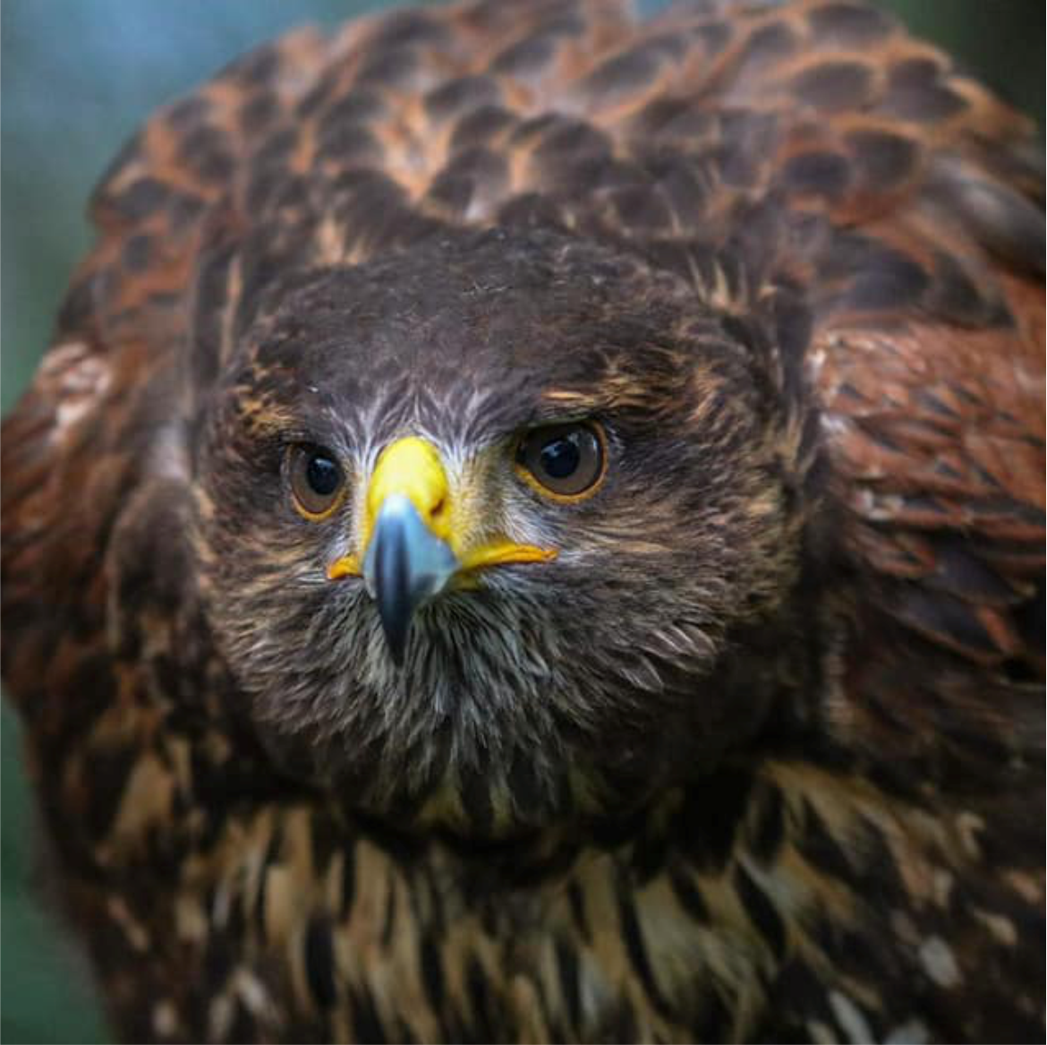 Hawk Walks