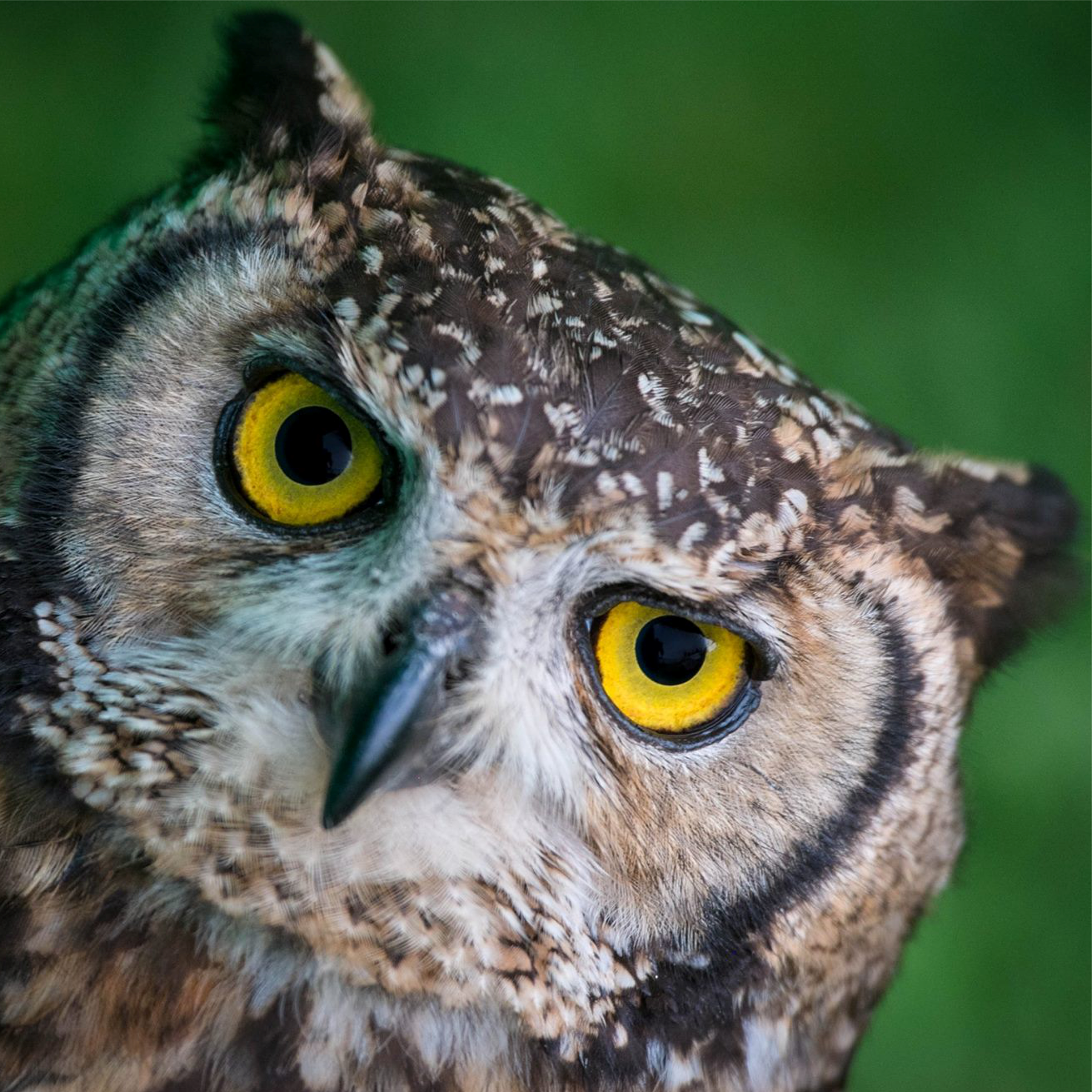 Owl Experiences
